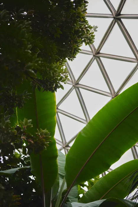 the conservatory next door
